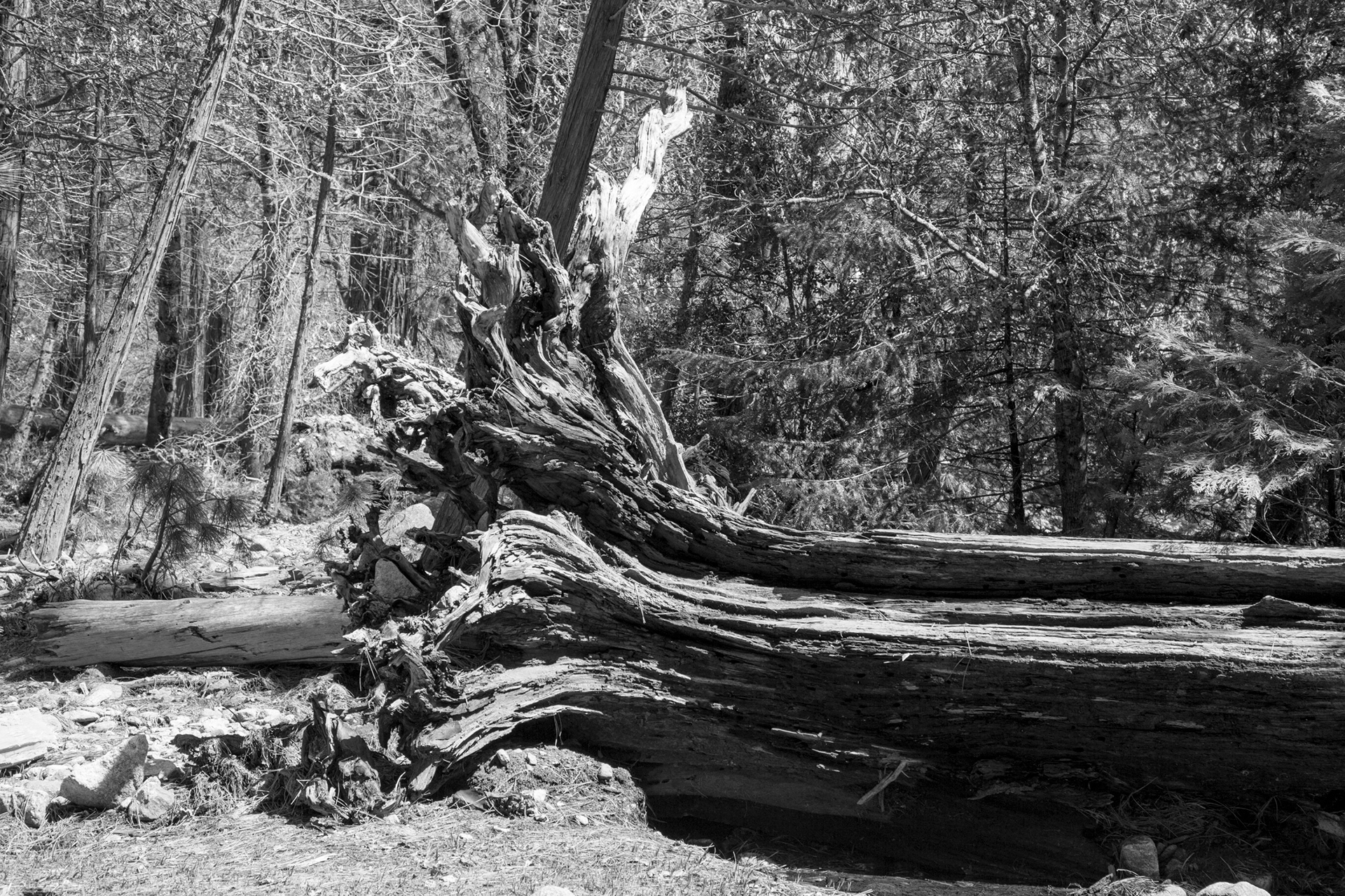 Yosemite